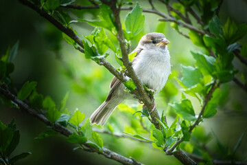sparrow sitting on a branch in the bush with green leaves in summer. songbird