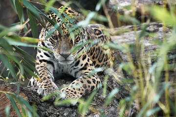 Jaguar lying behind grass. spotted fur, camouflaged lurking. The big cat is a predator.