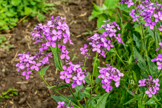 Purple flowers Hesperis matronalis