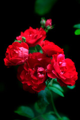 Red roses on balck background