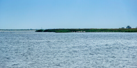 Danube delta with flock of white pelicans, Odessa region, Ukraine