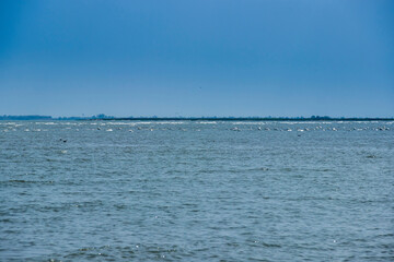 Danube delta with many floating wild white swans, Odessa region, Ukraine