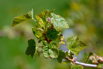 Fresh currant leaves for natural herbal tea. Green plant branch