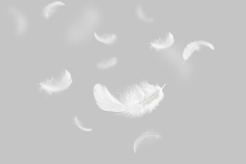 Abstract White Bird Feathers Floating in The Air. Swan Feather on Gray Background