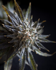 Naklejka na ściany i meble Cannabis flowers and buds fresh