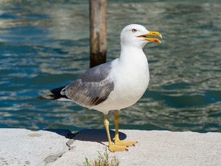 Fototapeta na wymiar A seagull on a stone on the bank of a river
