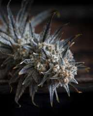 Naklejka na ściany i meble Beautiful live cannabis plants, flowers and buds. Fresh marijuana. 