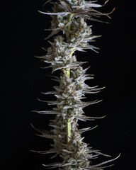 Beautiful live cannabis plants, flowers and buds. Fresh marijuana. 