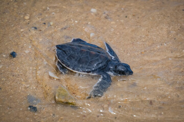 Sea ​​turtles before being released into the sea