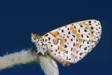 red-band fritillary butterfly