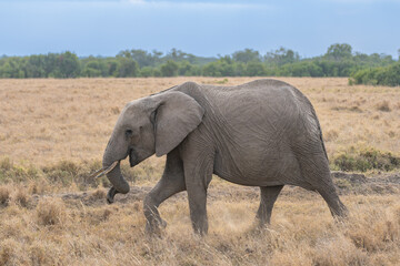 Fototapeta na wymiar Clsoe up of African Bush Elephants walking on the road in wildlife reserve. Maasai Mara, Kenya, Africa. (Loxodonta africana)