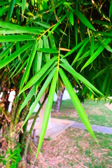 Bamboo laeves shape is linear. leaf venation is palmately parallel venation.