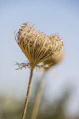 Two umbelliferous plants over blue sky with focus on the first one.