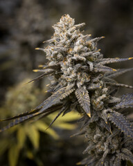 Beautiful live cannabis plants, flowers and buds. Fresh marijuana. 