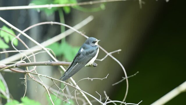Ein schon fl&uuml;gger Jungvogel der Rauchschwalben sitzt auf einem Zweig und wartet auf Futter