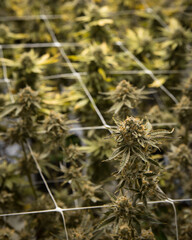 Beautiful live cannabis plants, flowers and buds. Fresh marijuana. 