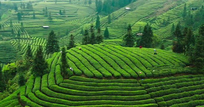 Aerial view of spring green tea field in the mountain, farmers picking tea bud in the terrace at sichuan China