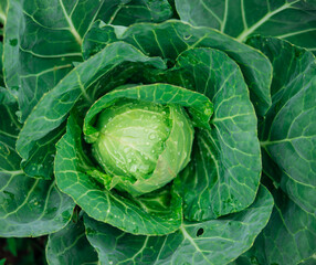 Green fresh cabbage grows in the garden. Large cabbage leaves are wet from the rain. Gardening and agriculture.