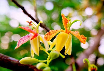 Flowers blooming of Indian date, Tamarind, Tamarindus indice L. Family : FABACEAE (LEGUMINOSAE-CAESALPINIOIDEAE)
