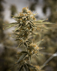 Beautiful live cannabis plants, flowers and buds. Fresh marijuana. 