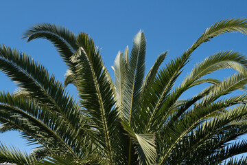 Fototapeta na wymiar Tropical palm coconut trees on sky, nature background. Palms texture.