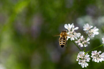 bee on a flower