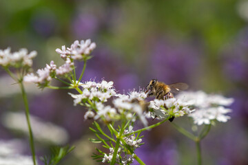 bee on a flower