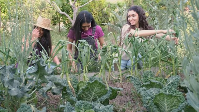 Three young multiracial women tie garlic leaves in a knot in an urban garden.
