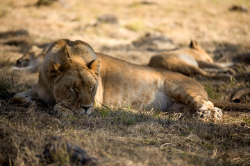 Fototapeta na wymiar lioness resting with her cub in the African savannah of South Africa, one of the most desirable carnivorous animals to see on African safaris.