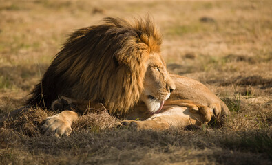 Lion the king of the savannah or jungle, resting in the African savannah of South Africa and one of the most desired animals in African safaris, the great predator and one of the big five. © Domingo Sáez