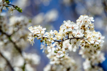 Cherry blossom branch in the garden in spring
