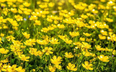 yellow buttercups grow in the meadow in summer