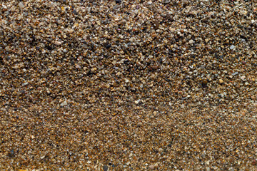 sea stone texture with many seashells. beautiful textured background.