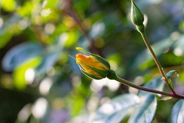 Yellow rose flower start blooming in the rose garden. Nature, beauty, tenderness.