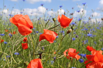 Ein Mohnblumenfeld in der Thueringer Rhon ist ein Bluetenmeer. Thueringen, Deutschland, Europa --
A field of poppies in the Thuringian Rhoen is a sea of flowers. Thuringia, Germany, Europe