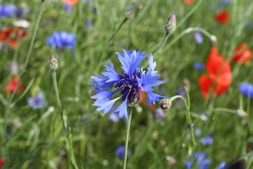 Ein Mohnblumenfeld in der Thueringer Rhon ist ein Bluetenmeer. Thueringen, Deutschland, Europa --
A field of poppies in the Thuringian Rhoen is a sea of flowers. Thuringia, Germany, Europe