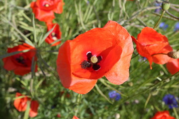 Ein Mohnblumenfeld in der Thueringer Rhon ist ein Bluetenmeer. Thueringen, Deutschland, Europa --
A field of poppies in the Thuringian Rhoen is a sea of flowers. Thuringia, Germany, Europe