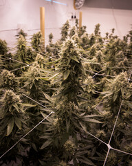 Beautiful live cannabis plants, flowers and buds. Fresh marijuana. 