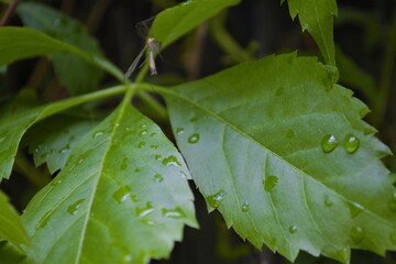 leaves with raindrops