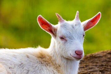 Obraz premium まどろむやぎ