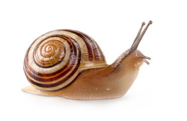 Garden banded snail © Elena Schweitzer