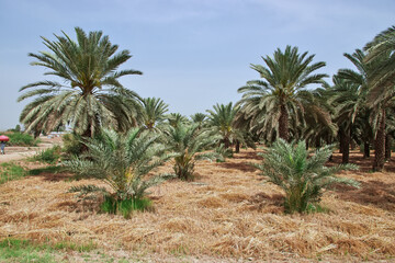 Fototapeta na wymiar Some palms in the village close Kot Diji Fort in Khairpur District, Pakistan