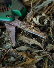 Cannabis hash on trimming scissors. Marijuana hashish extract on trim scissors