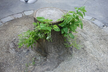 Pousses de feuilles et de tiges sur un tronc d'arbre en ville