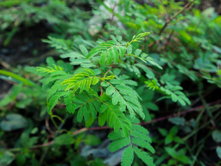 Mimosa pudica, sleepy plant or the touch-me-not tree, shy plante, sensitive green plant.