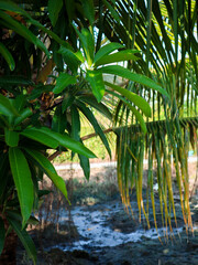 Fresh Manggo leaves