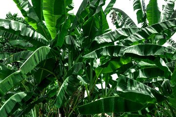 Banana tree and banana leaves nature background tropical