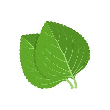 Vector illustration, green shiso leaf, or Perilla frutescens, isolated on white background.