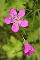 Fototapeta premium Geranium, a purple wild herb abundantly growing, two pink flowers