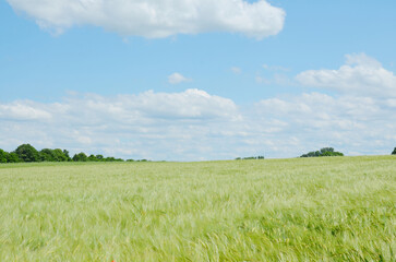 Bavarian nature, rye field